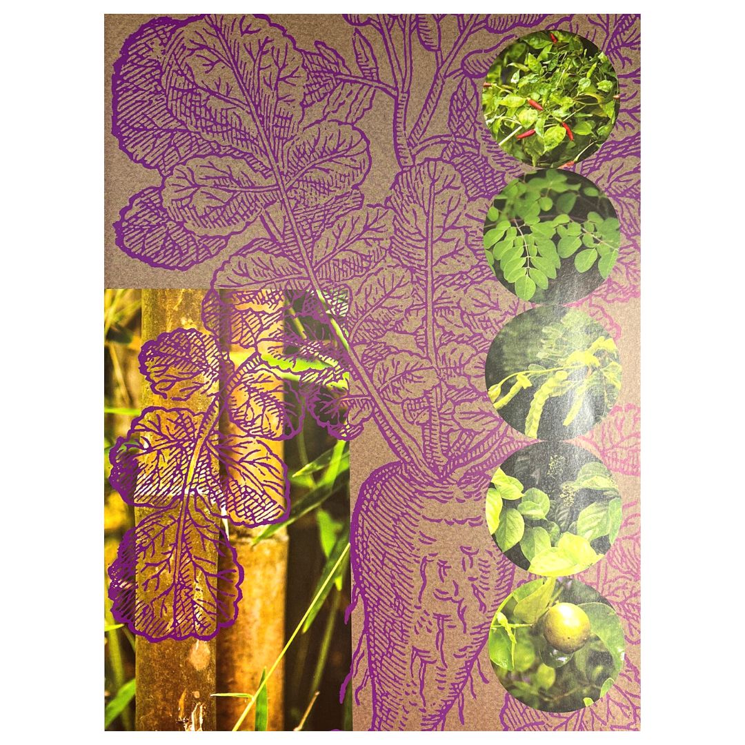 Appetite for Freedom: The Recipes of Maria Y. Orosa with Essays on Her Life and Work Image of A Plants