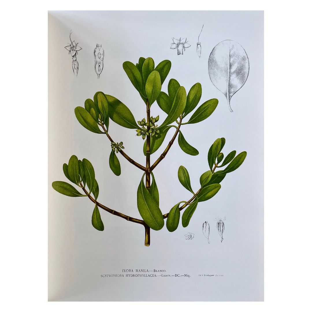 The Best 100 Philippine Medicinal Plants (Image of a Plant)