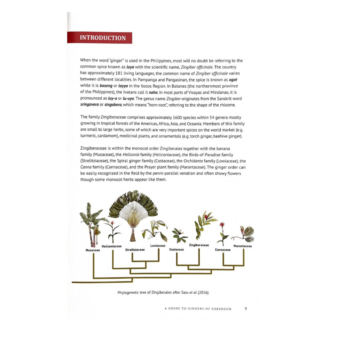 A Guide to Ginger of Sorsogon: R. V. A. Docot (Intrudcution)