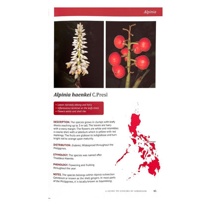 A Guide to Ginger of Sorsogon: R. V. A. Docot (Image of a Plant)
